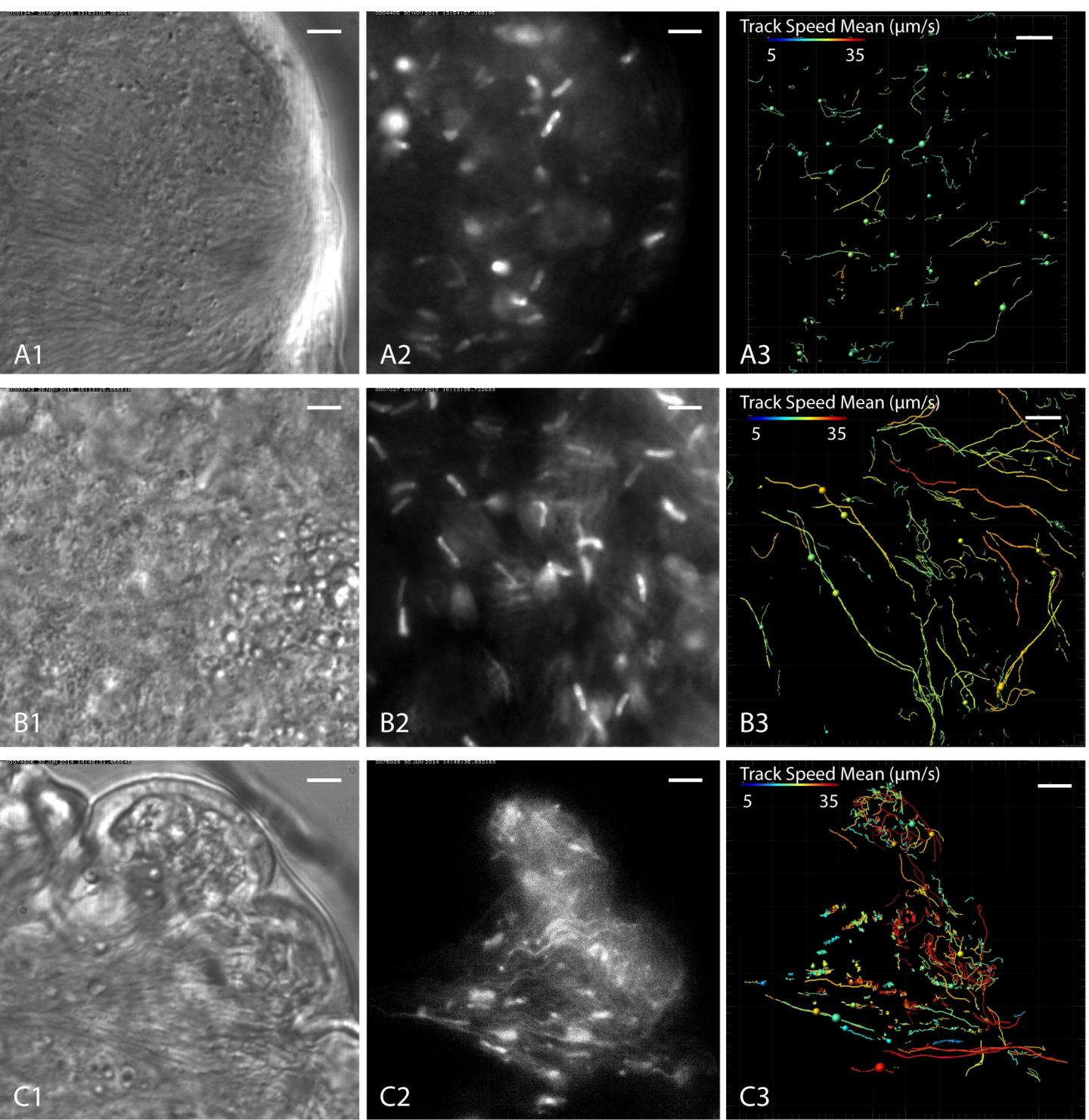 Trypanosomes Swimming in Clusters