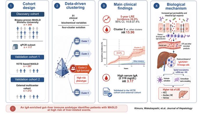 IgA-Enriched MASLD Subtype and the Gut–Liver Axis