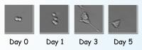 PC12 Cells Develop Neurites