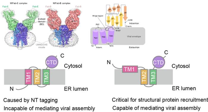 Scientists uncover critical role of membrane protein topology in beta-coronaviruses assembly.