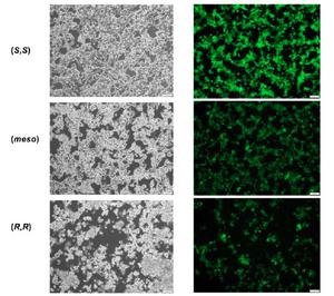 The cell survival and mRNA expression