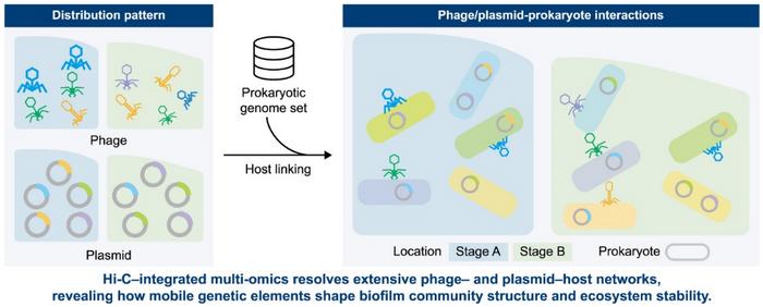 Hi-C reveals phage and plasmid host networks in wastewater biofilms.