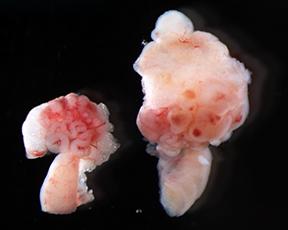Ovary Comparison