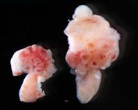 Ovary Comparison