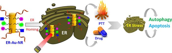 Endoplasmic Reticulum-Targeted Gold Nanorods for Dual Cancer Therapy