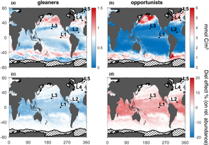Effect of diel light cycles on phytoplankton biogeography