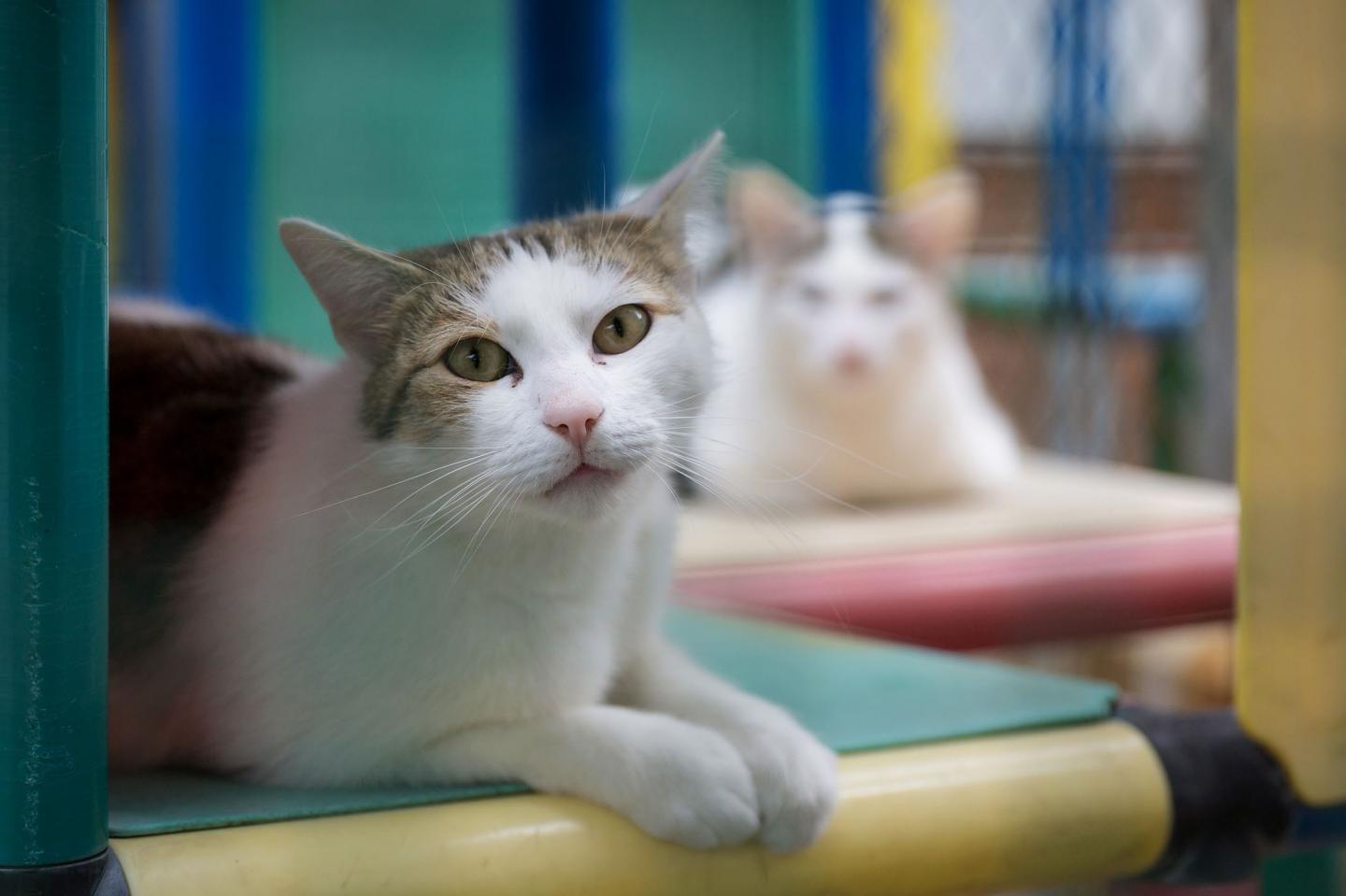 Certain Parasites Cause Diarrhea in Cats