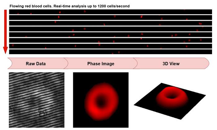 Flowing red blood cells (RBCs) are imaged under the high-throughput QPM.