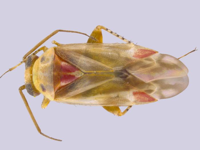 Swiftiephylus taylorae