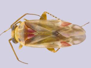 Swiftiephylus taylorae
