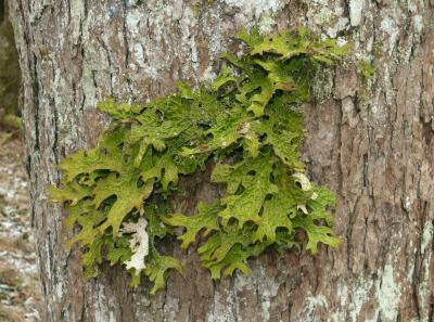Lichen Lobaria pulmonaria