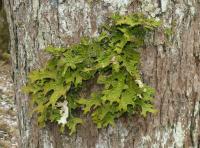 Lichen Lobaria pulmonaria