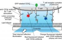 Simultaneous Triple-Color Single-Molecule Observation Using Planar Lipid Bilayers