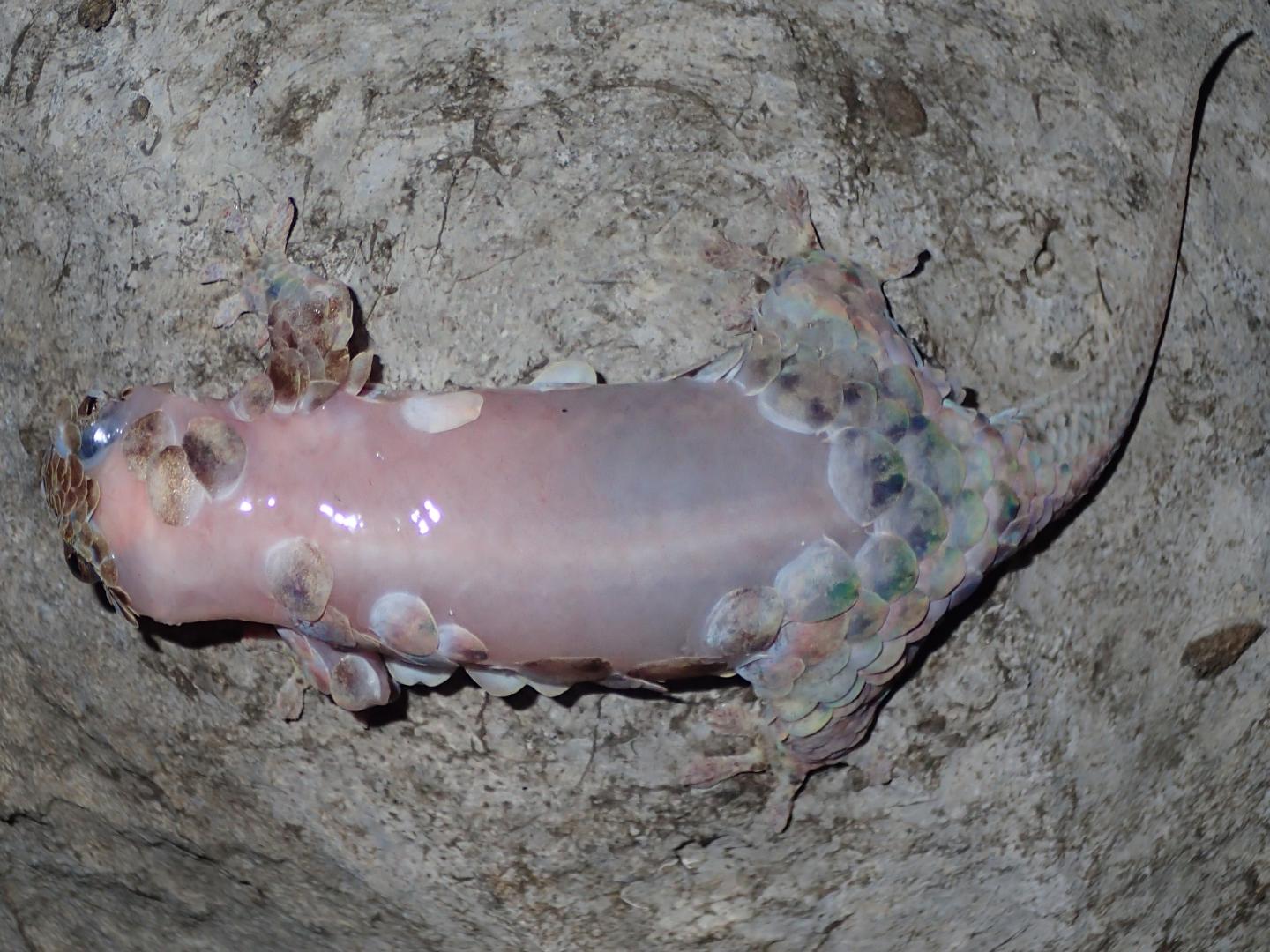 Fish-Scale Geckos Have Sheddable Armor