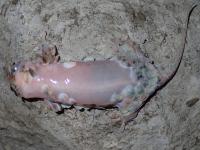 Fish-Scale Geckos Have Sheddable Armor