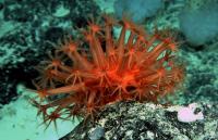 Shell-less Coral