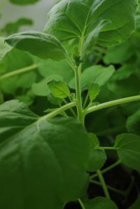 Tobacco