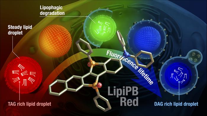 LipiPB Red enables visualization of dynamic compositional changes during lipid droplet degradation
