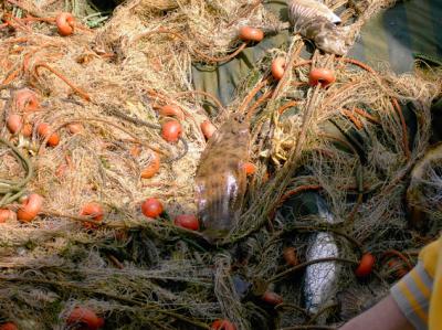 Study Shows Transfer of Heavy Metals from Water to Fish in Huelva Estuary (2 of 2)