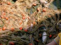 Study Shows Transfer of Heavy Metals from Water to Fish in Huelva Estuary (2 of 2)