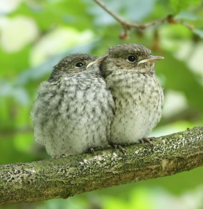 Just fledged flycatchers