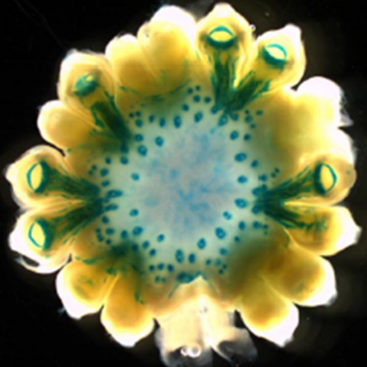 Transgenic Maize