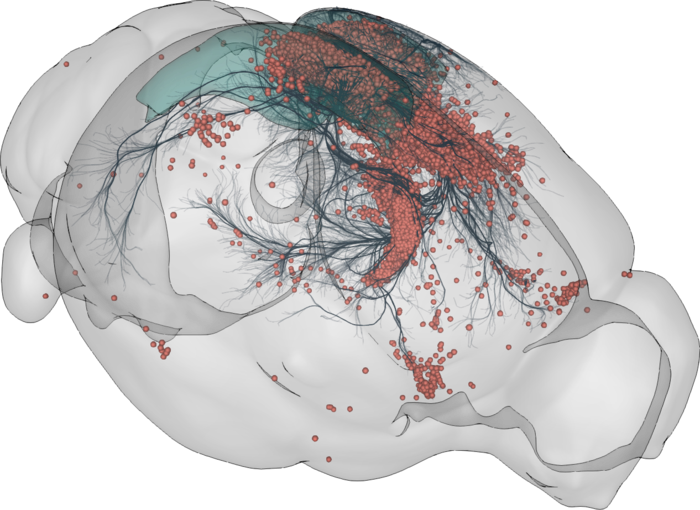 3D rendering of labelled mouse brain cells by cellfinder