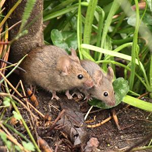 Scientists Sniff Out Female Mouse Scents That Make Males Frisky