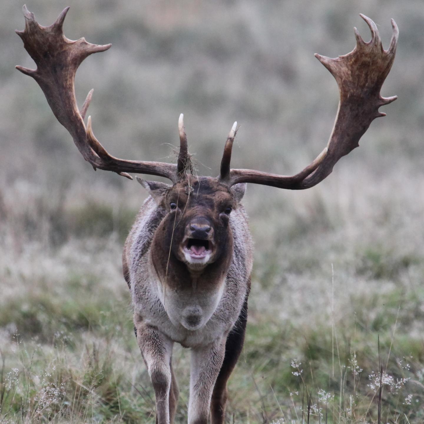 Fallow Deer Buck