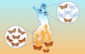 moth_influx_graph