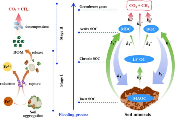 Mechanism and modeling of biogeochemical turnover of organic carbon fractions in paddy soil during flooding process