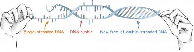 An Illustration of 3 Distinct Elongated DNA Structures Produced by Mechanical Stretching