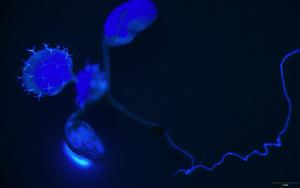 3_Arabidopsis-seedling.jpg