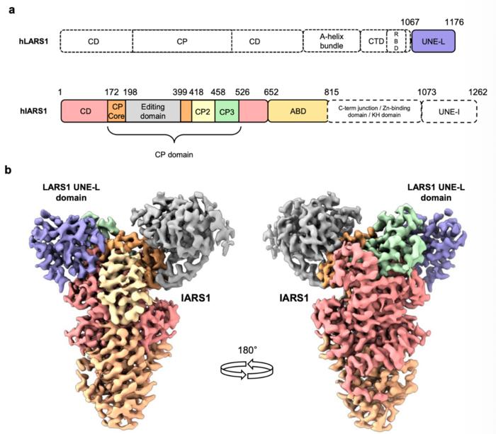 KAIST Identifies a Molecular “Switch” That Activates Cell Growth Signaling, Suggesting a Potential Basis for Next-Generation Anticancer Therapy