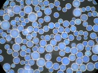 Microspheres Changing Color