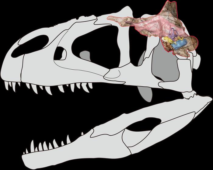Braincase of Siamraptor suwati and insights into the cranial anatomy of Carcharodontosauria