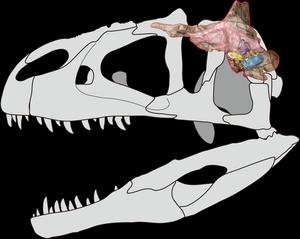 Braincase of Siamraptor suwati and insights into the cranial anatomy of Carcharodontosauria