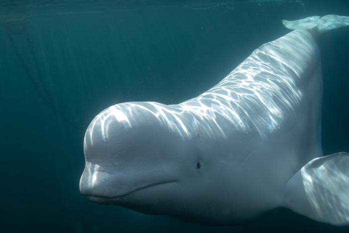 Evidence for mirror self-recognition in beluga whales (Delphinapterus leucas)