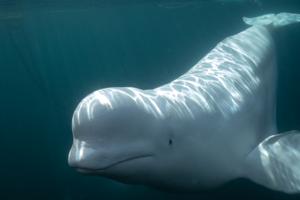 Evidence for mirror self-recognition in beluga whales (Delphinapterus leucas)