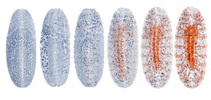 The Self-Driving Microscope