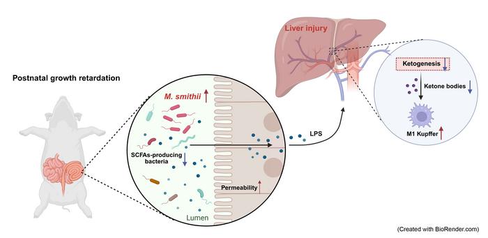 The potential mechanism underlying Methanobrevibacter smithii leading to postnatal growth retardation