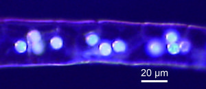 250505-Kawai-Communication-Gland_cells