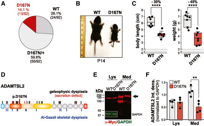 D167N mice develop short stature postnatally