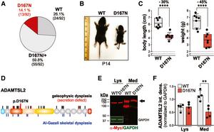 D167N mice develop short stature postnatally