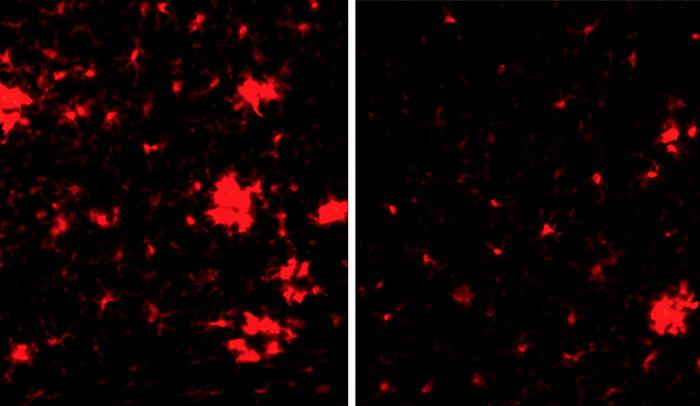 Muffled Inflammation