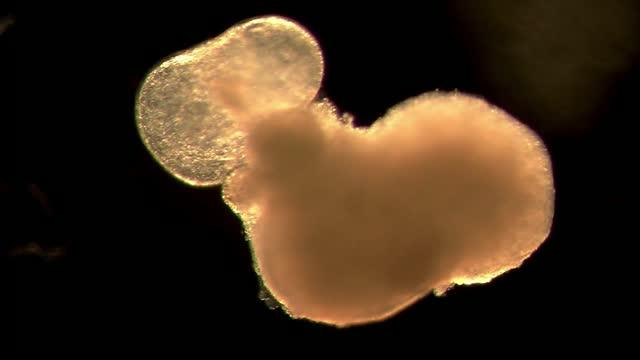 Heart organoid generated from mouse ES cells