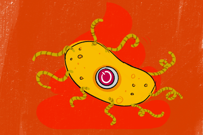 Bacterial kill switch