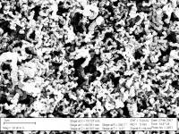 SEM Image
