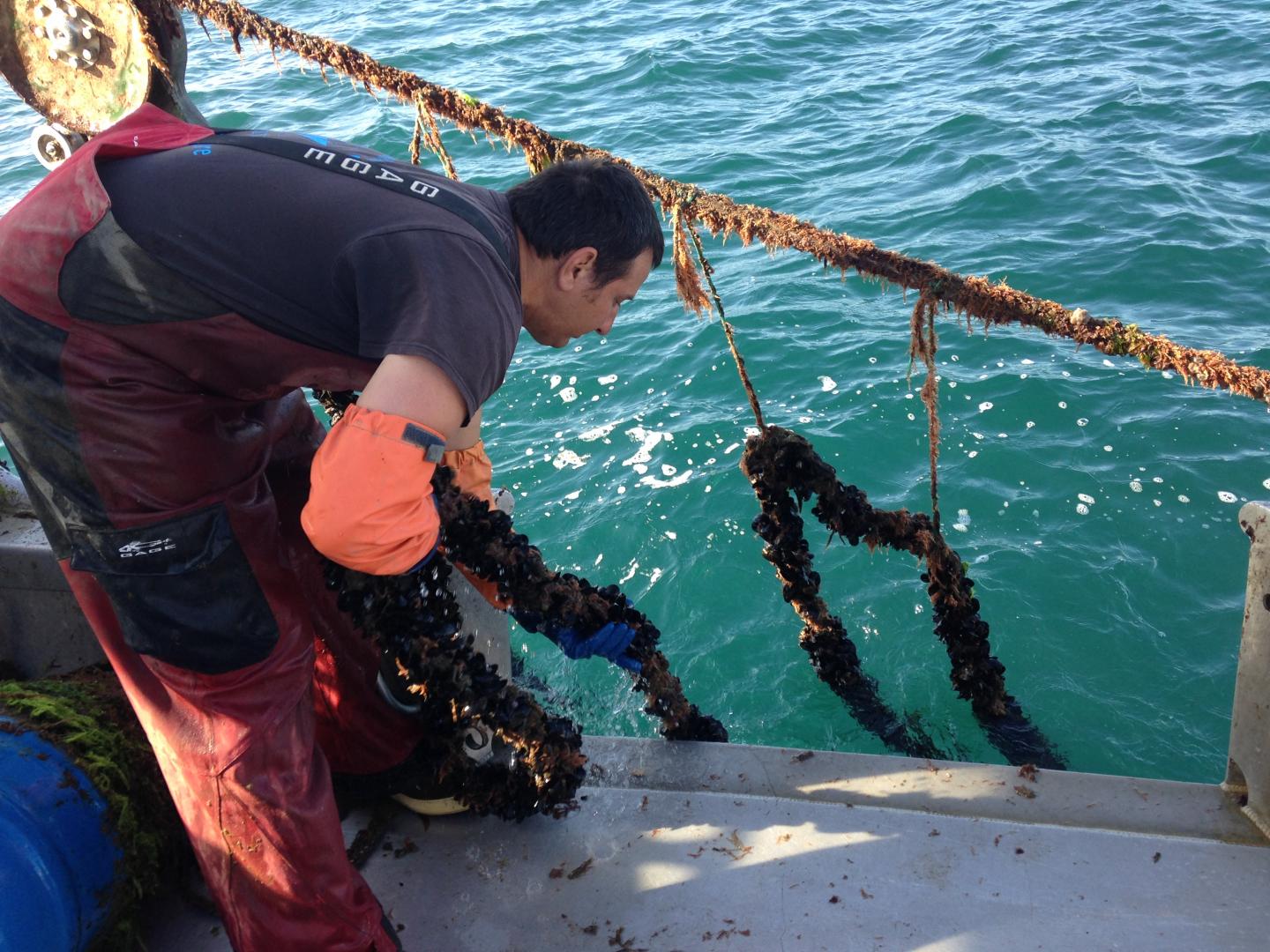 Mussel Haul