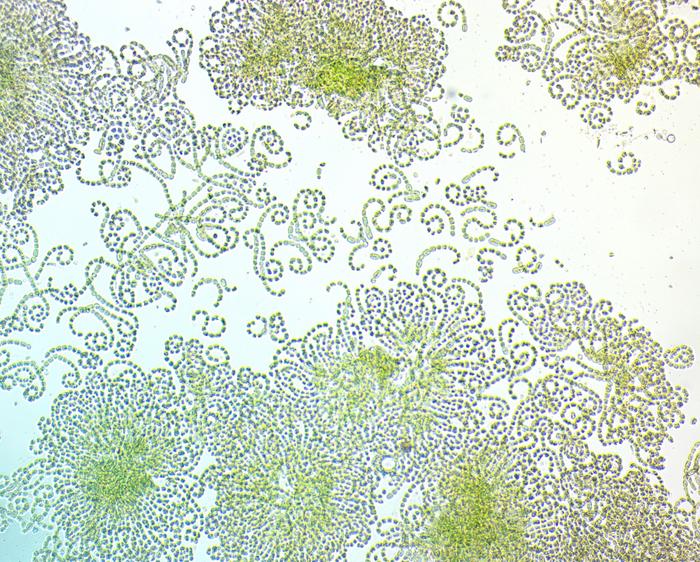 Wild filamentous cyanobacteria